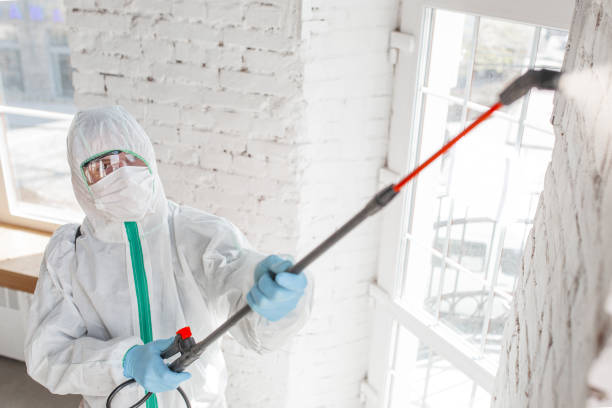 Trusted Mastic, NY Mold Inspection, Removal & Remediation Experts