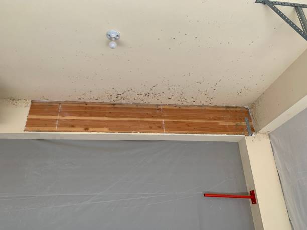 Mold Remediation for Rental Properties in Mastic, NY