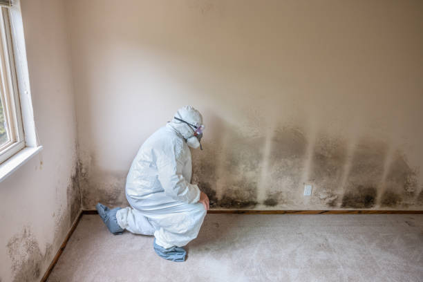 Best Asbestos and Lead Testing During Mold Inspection  in Mastic, NY