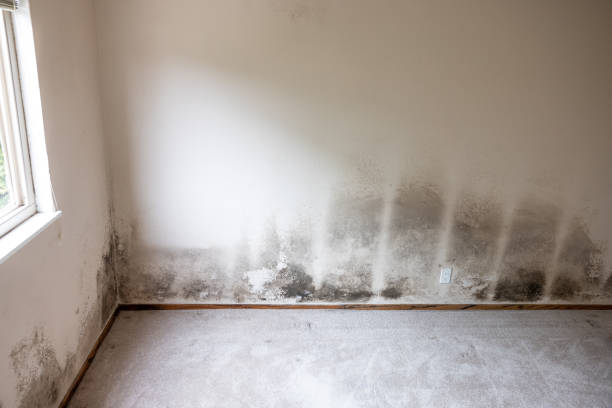 Mold Removal for HVAC Installations in Mastic, NY